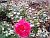 Bild "Leistungen:rose.jpg"